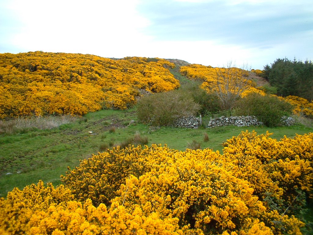 The Scottish Home When the Gorse is in Bloom